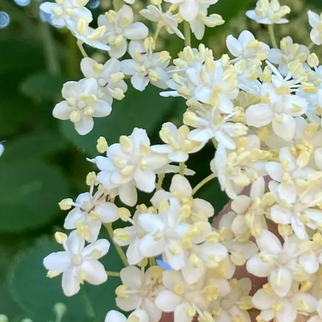 hyldeblomster på bornholm til likør 2