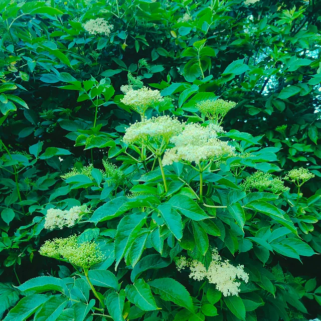 hyldeblomster på bornholm til likør 3