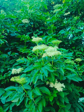 hyldeblomster likør