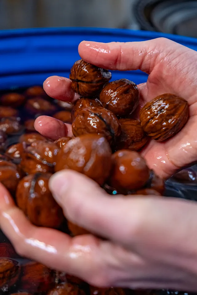 valnødder i hænder