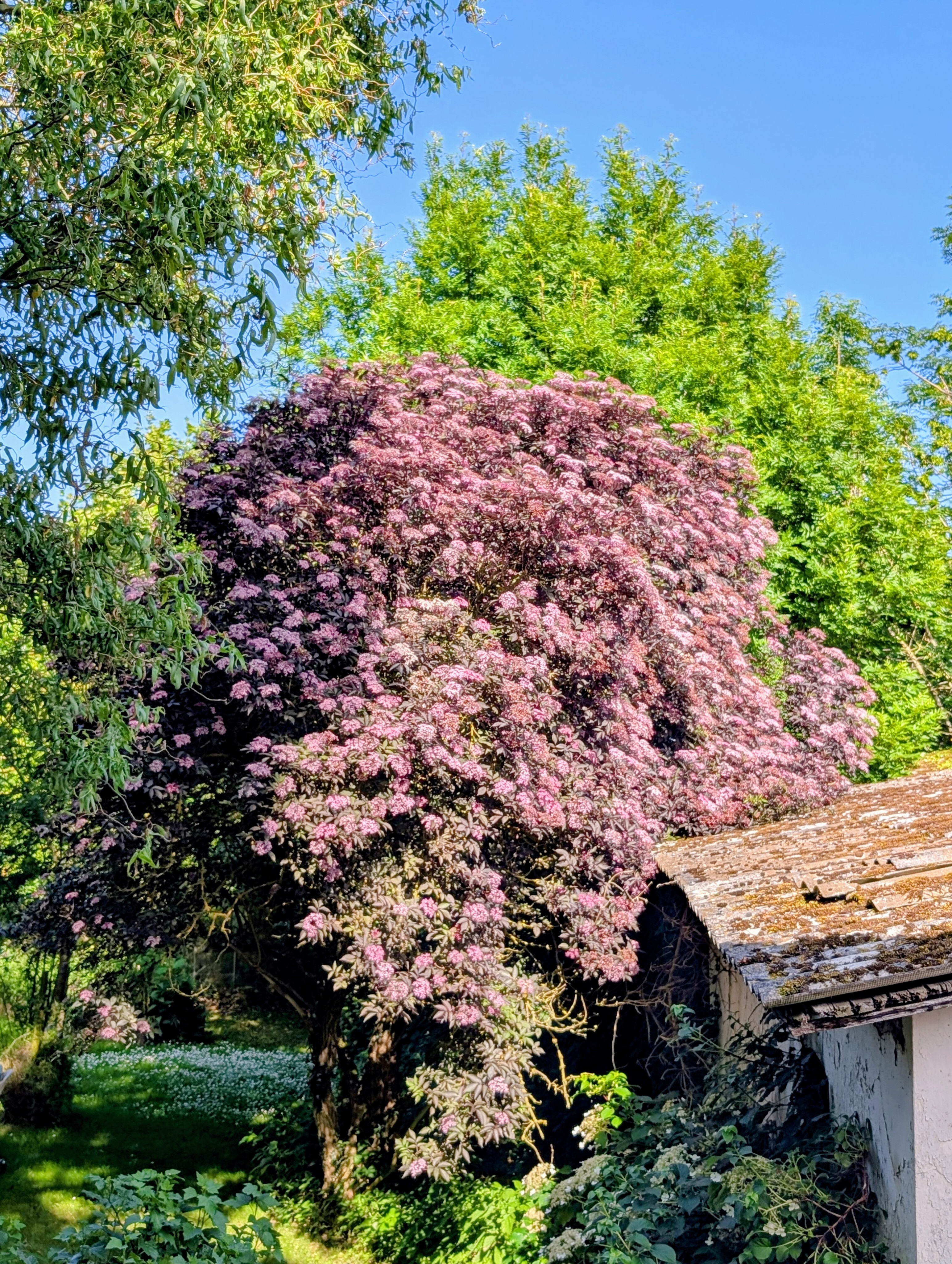 Ingrediensliste hyldeblomstlikør FALK Bornholm