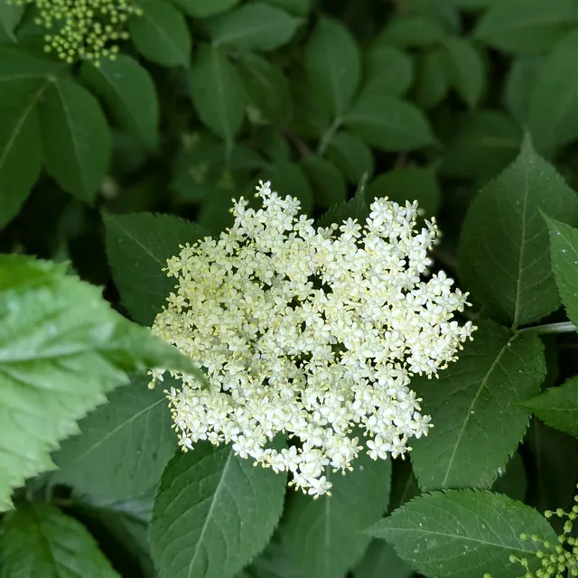 hyldeblomster på bornholm til likør