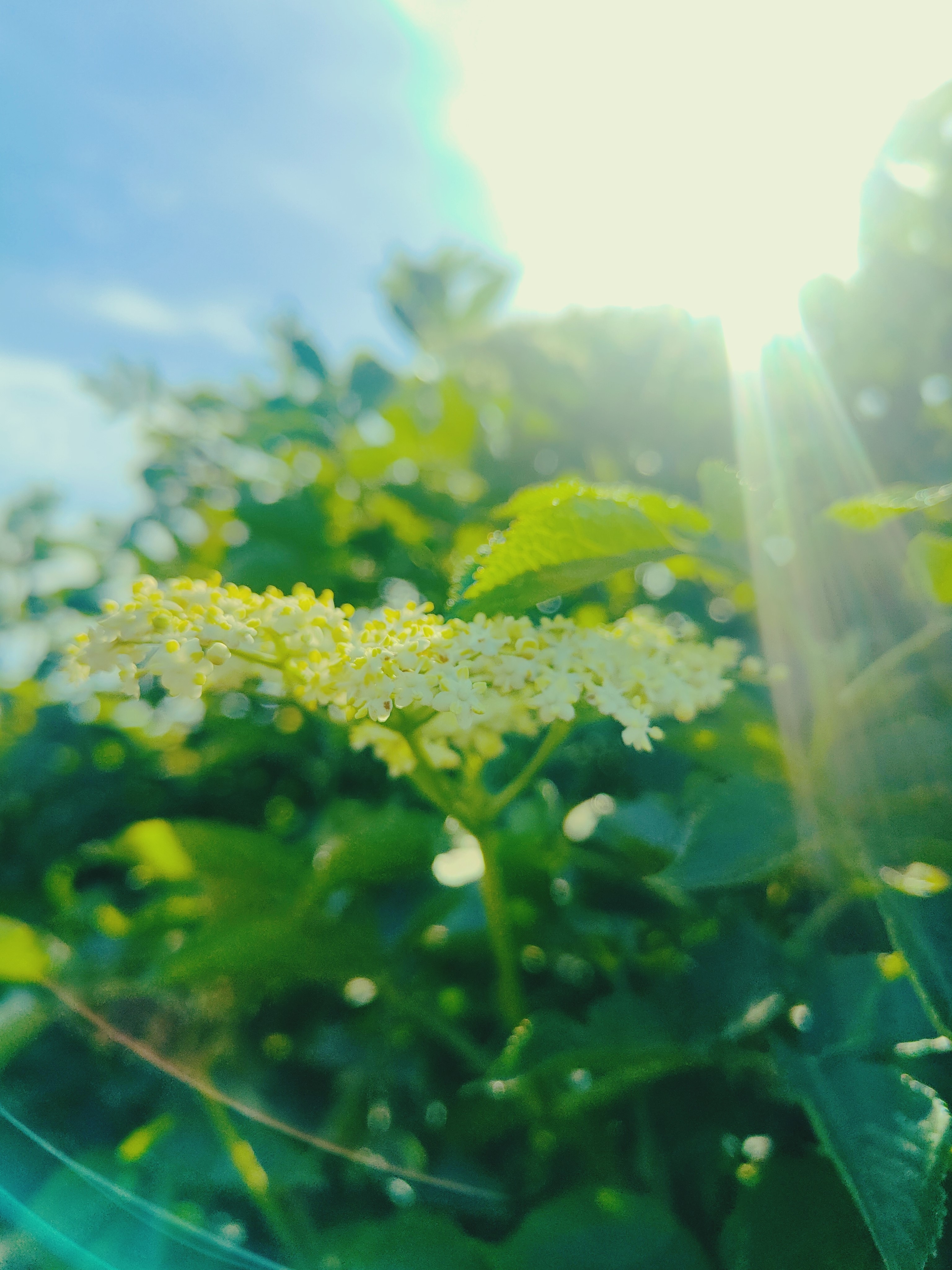 hyldeblomst likør solskinsøen FALK Bornholm