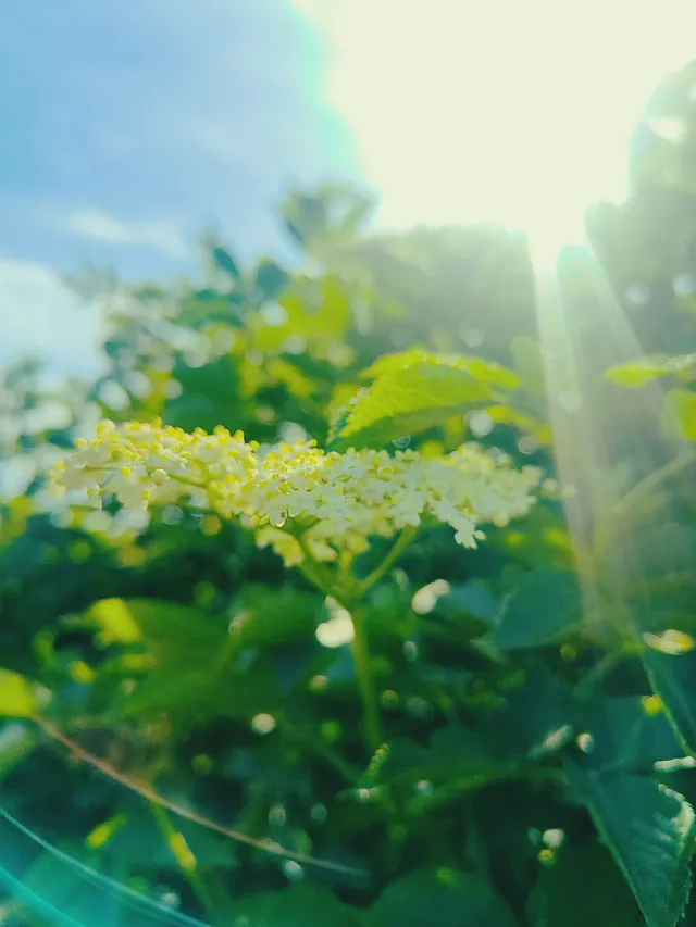 hyldeblomst likør solskinsøen FALK Bornholm